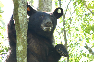 Illustration for article titled Why Did Ole Miss Pick A Louisiana Black Bear As Their New Mascot?